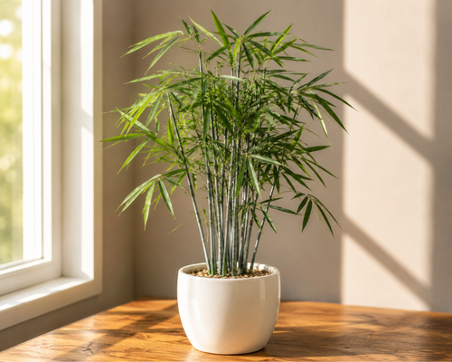 SBL - BLUE BAMBOO